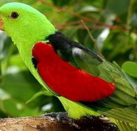 Birdworld Kuranda - Hotel Accommodation