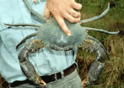 Whitsunday Crocodile Safari - Hotel Accommodation 0