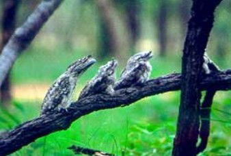 Mount Surprise QLD Hotel Accommodation