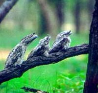 Undara Experience - Hotel Accommodation