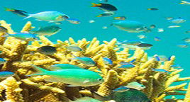 Reef Jet Cruises - Hotel Accommodation 4