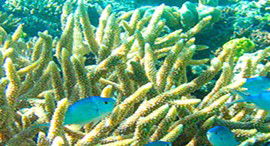 Reef Jet Cruises - Hotel Accommodation 5