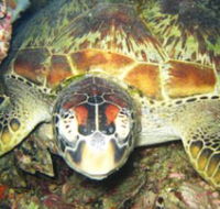 Adrenalin Snorkel and Dive - Hotel Accommodation
