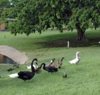 Anzac Park and Ululah Lagoon - Hotel Accommodation