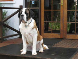 Mt Tamborine QLD Hotel Accommodation