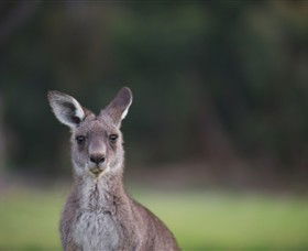 Anglesea Golf Club - Hotel Accommodation 6