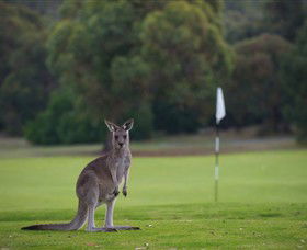 Anglesea Golf Club - Hotel Accommodation 0
