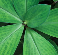 Limberlost Nursery  Garden Centre - Hotel Accommodation