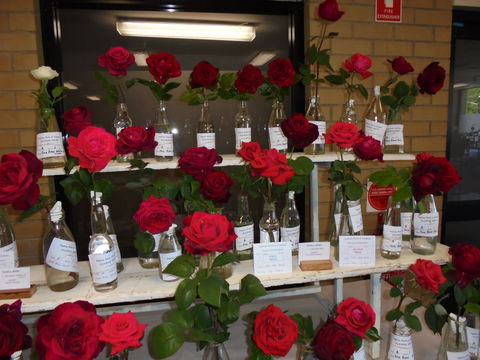 Anglican Spring Flower Show Gundagai - Hotel Accommodation 0