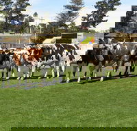 Brighton Show - Hotel Accommodation