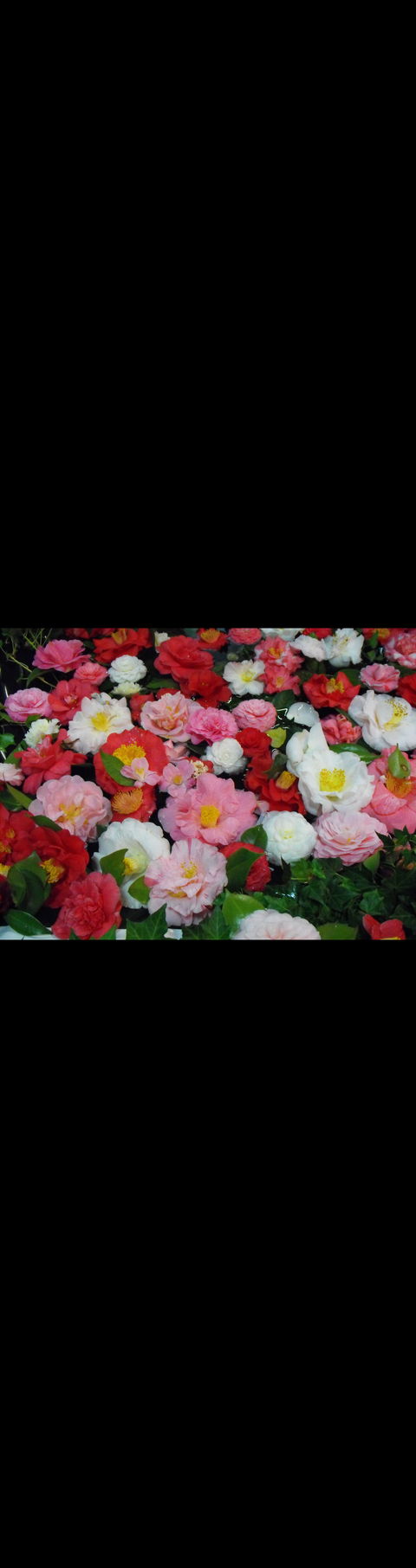 Camellia's Australia National Camellia Show - Hotel Accommodation 0