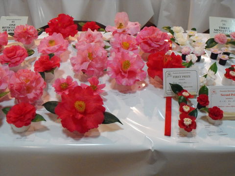 Camellia's Australia National Camellia Show - Hotel Accommodation 1