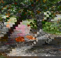 Fruit Bottling Sessions at Rayner's Orchard - Hotel Accommodation