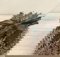 Kokedama Workshop - Hotel Accommodation