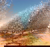 Mallee Almond Blossom Festival - Hotel Accommodation