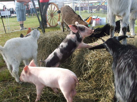 Primex Field Days - Hotel Accommodation 2