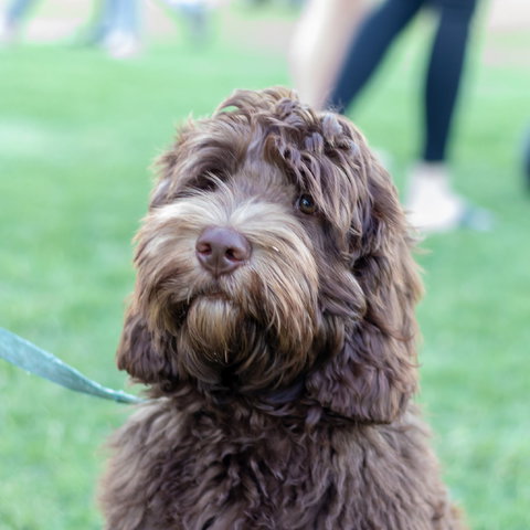 Ripley Markets - Hotel Accommodation 1