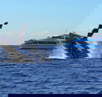 Whale Watching Cruises - Hotel Accommodation