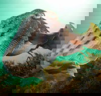 Whyalla Maritime Museum - Cuttlefish Capers - Hotel Accommodation