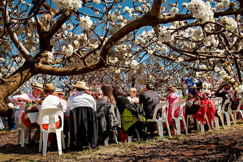 Young Cherry Blossom Long Lazy Lunch - Hotel Accommodation 0