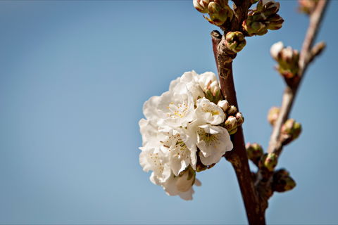 Young Cherry Blossom Long Lazy Lunch - Hotel Accommodation 1