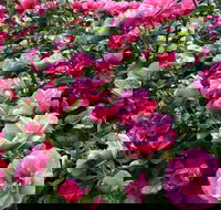 2020 Woolmers Estate Festival of Roses - Hotel Accommodation