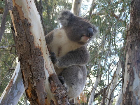 Annual Koala Count - Hotel Accommodation 0