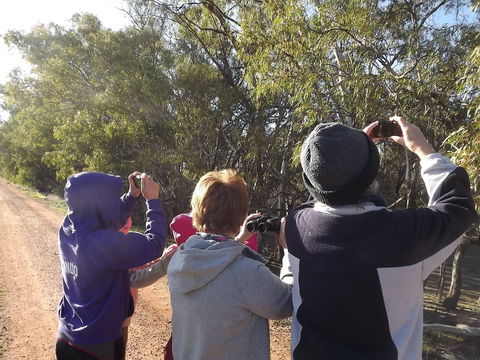 Annual Koala Count - Hotel Accommodation 1