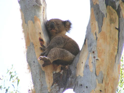 Annual Koala Count - Hotel Accommodation 2