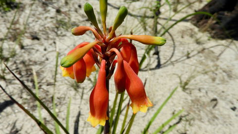 Australian Flora: Past, Present And Future - Hotel Accommodation 0