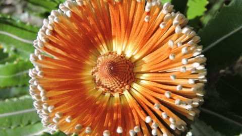 Australian Flora: Past, Present And Future - Hotel Accommodation 1