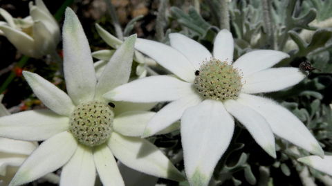 Australian Flora: Past, Present And Future - Hotel Accommodation 2