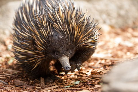 Aussie Wildlife Course - July/August/September - Hotel Accommodation 0