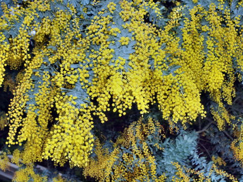 Australian Wattle Day @ The Old Bus Depot Markets - Hotel Accommodation 0