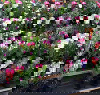 Culburra Beach Monthly Markets - Hotel Accommodation