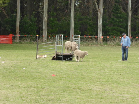 Dean Sheepdog Trials - Old Sniff Classic - Hotel Accommodation 2