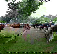 Dorrigo Agricultural Show - Hotel Accommodation