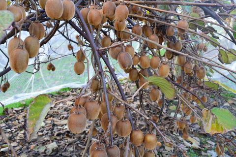 Fruit Taste Adventure Tours - Hotel Accommodation 2