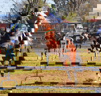 Glen Innes Pastoral and Agricultural Show - Hotel Accommodation