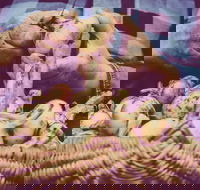 Grafton Farmers Market - Hotel Accommodation