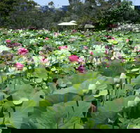 Lotus Flower Season - Hotel Accommodation