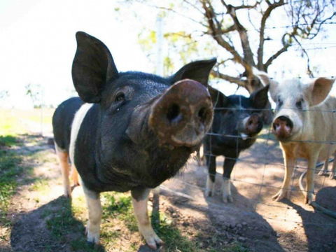 Mudgee Farm Walks - Hotel Accommodation 0