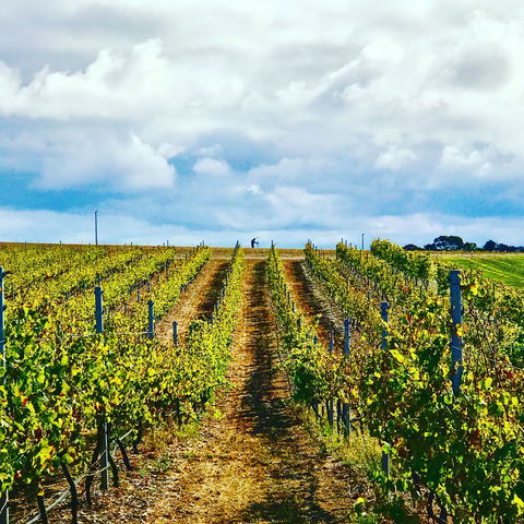 Peter Teakle Wines - Hotel Accommodation 1