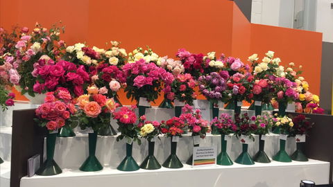 Roses By The Seaside: National Rose Championships And Conference - Hotel Accommodation 1