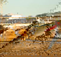 Walgett Charity Bushman's Carnival Rodeo and Campdraft - Hotel Accommodation