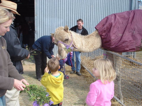 Wangaratta Show - Hotel Accommodation 1