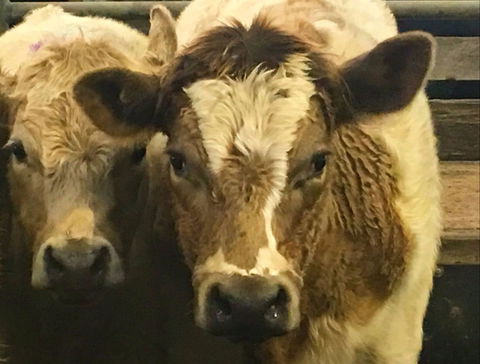 Wangaratta Show - Hotel Accommodation 2