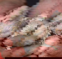 Armidale Farmers' Market - Hotel Accommodation