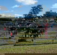 Dungog Team Penning - Hotel Accommodation