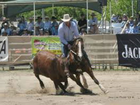 Dungog Team Penning - Hotel Accommodation 1
